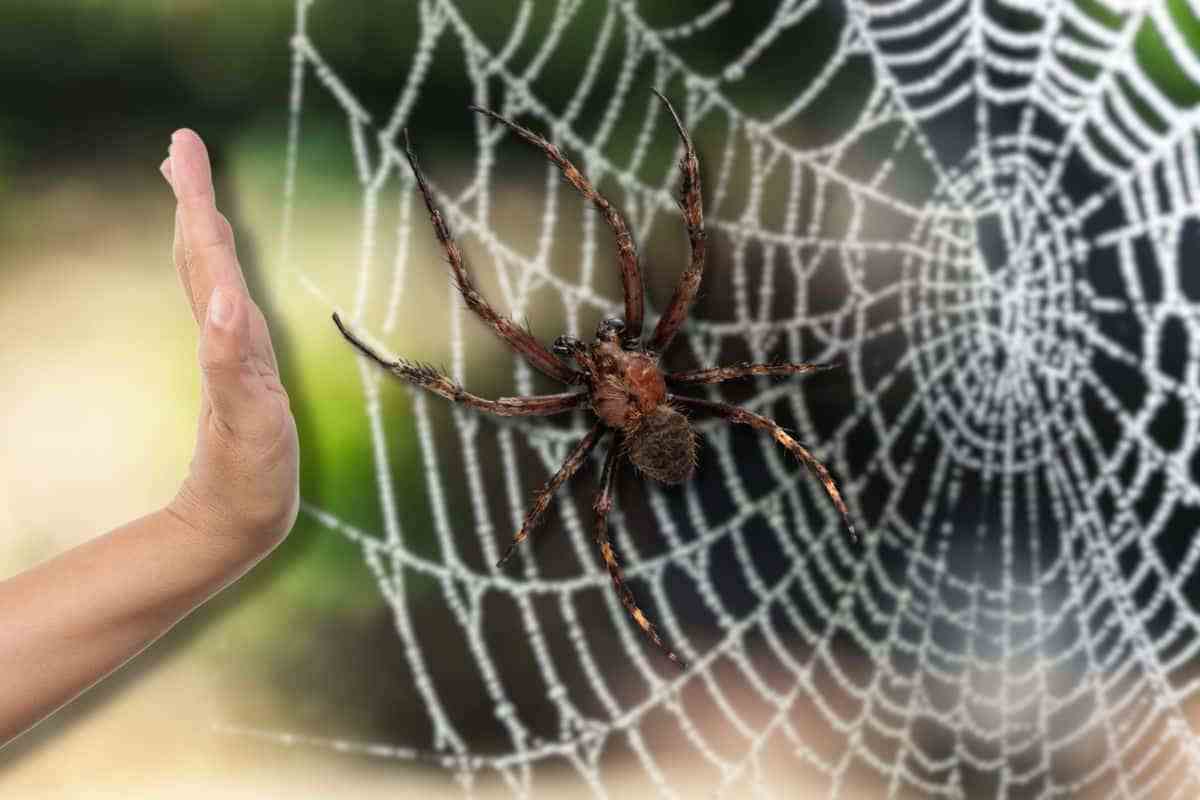 Ragni, come trovarli e allontanarli da casa