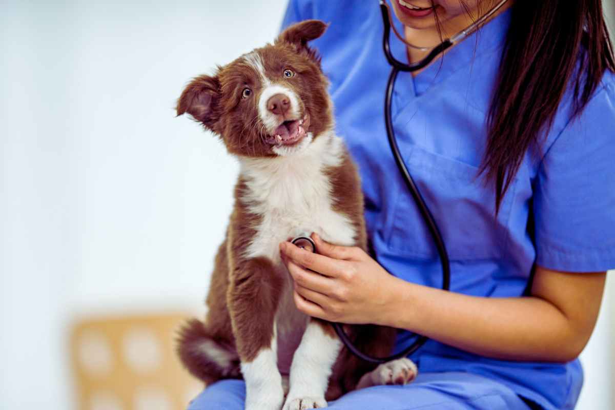 Bonus animali domestici, con questa agevolazione