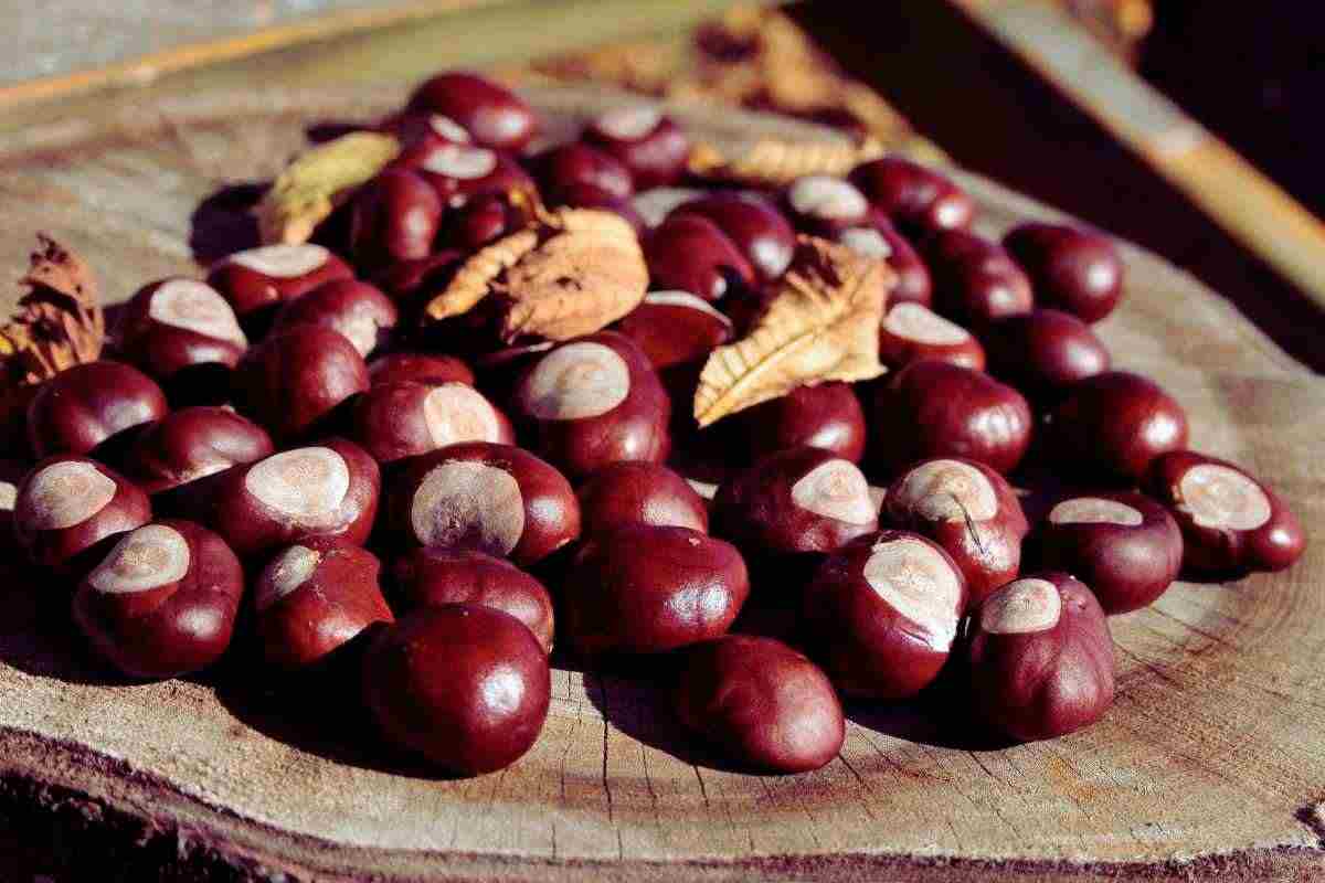 Castagne "matte", ecco come riconoscerle subito