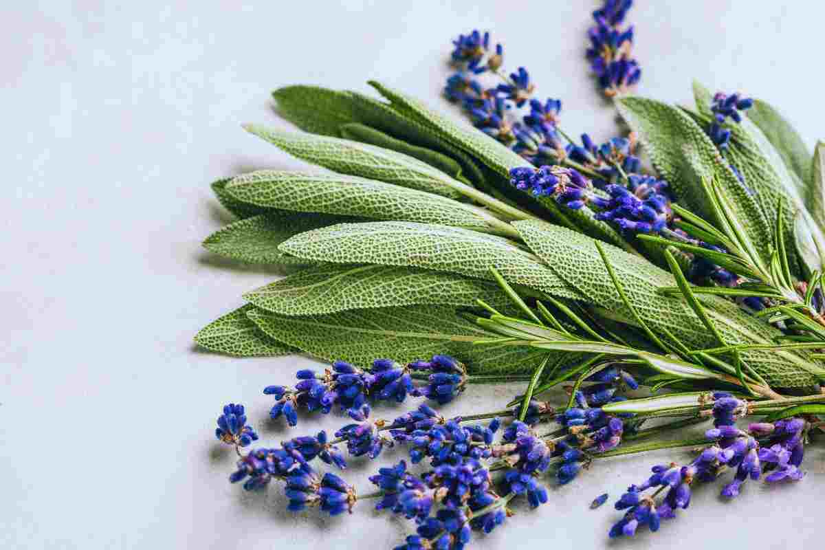 salvia rosmarino e lavanda: come curarle in autunno