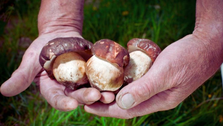 Funghi porcini, così li mantieni freschi e buoni per mesi