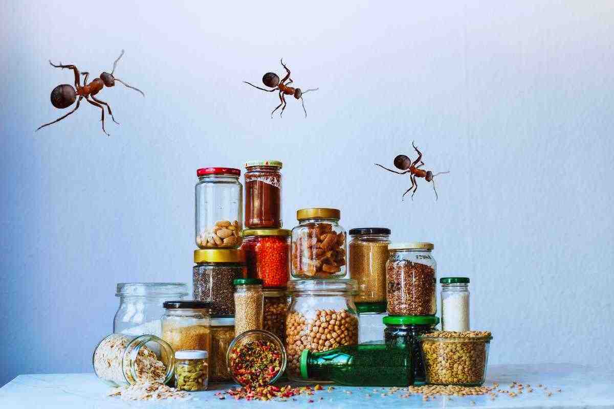 come eliminare gli insetti dalla cucina