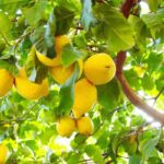 Il limone che hai piantato ha tutti i frutti verdi