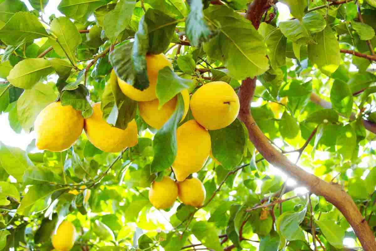 Il limone che hai piantato ha tutti i frutti verdi