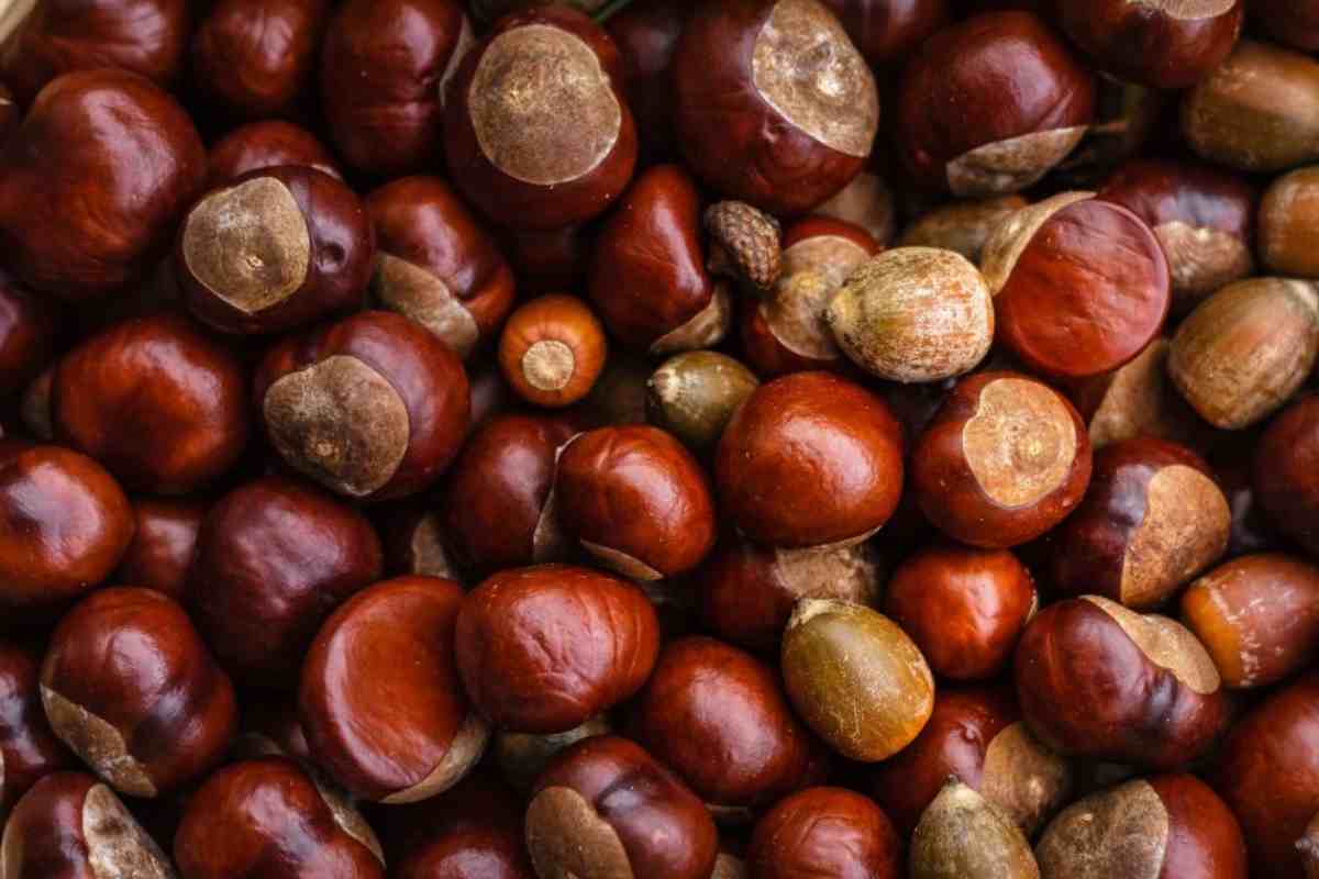 Ricetta frittelle di castagne