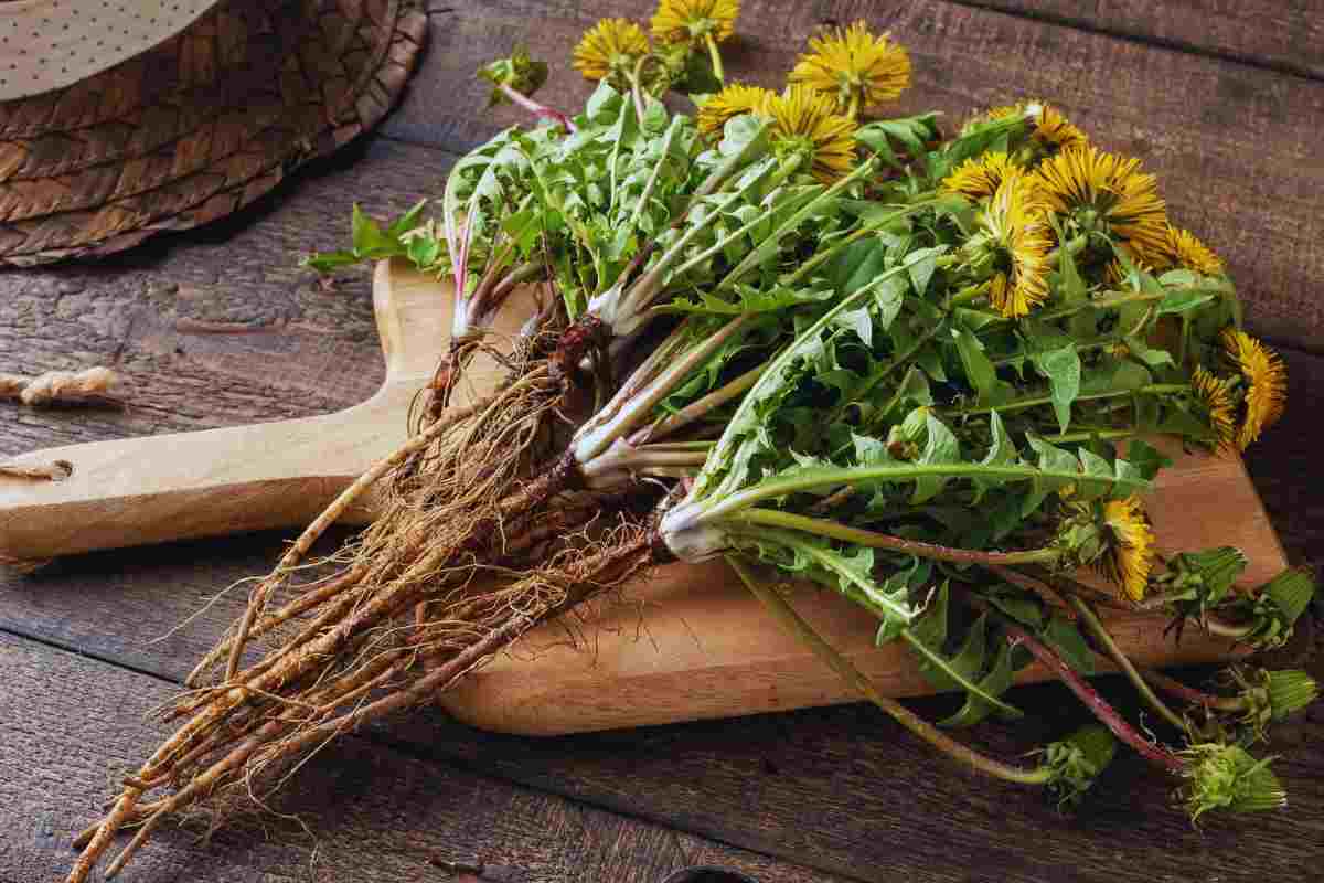 tarassaco, erba spontanea da usare in cucina