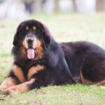 Mastino tibetano, cane costoso