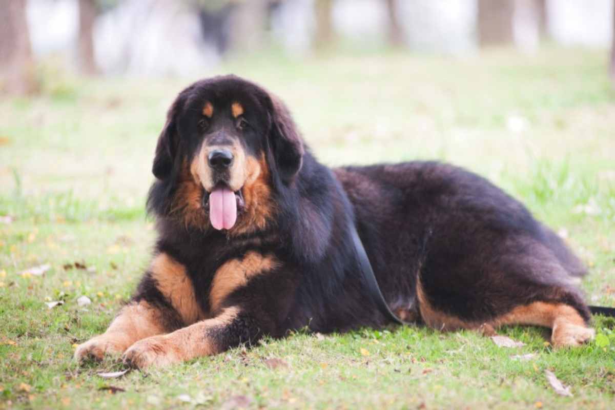 Mastino tibetano, cane costoso