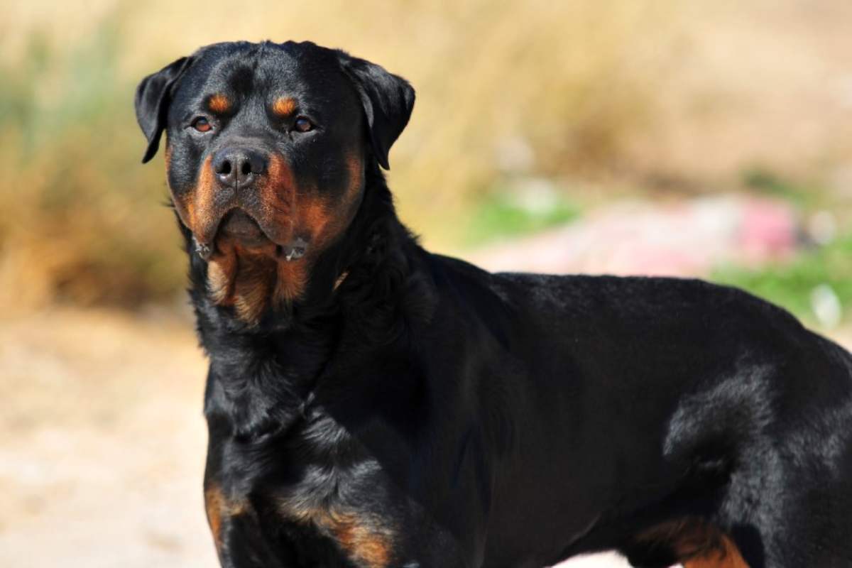 Rottweiler, cani costosi